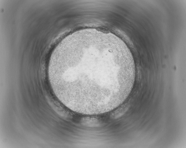 X0000085240354200704092029