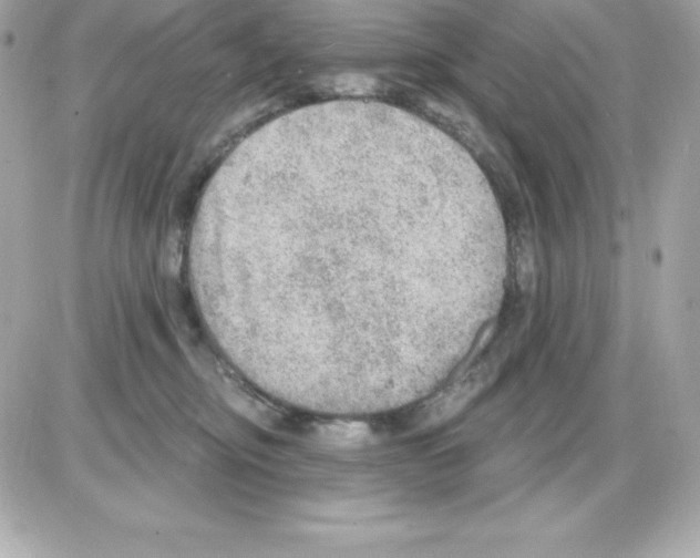 X0000085240374200704092029