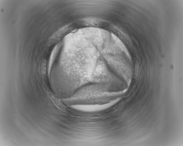 X0000085240413200704092028