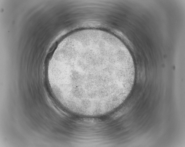 X0000085240439200704092027