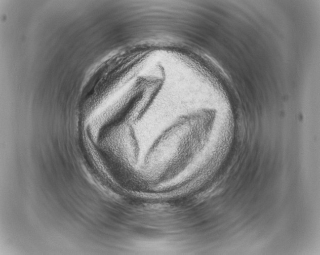 X0000085240446200704092027