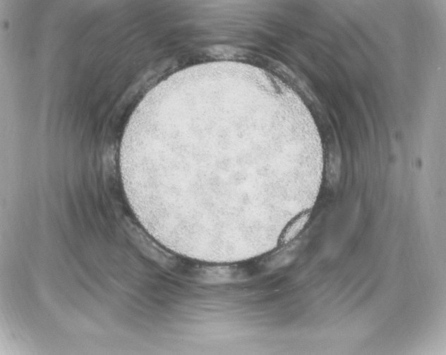 X0000085240473200704092028