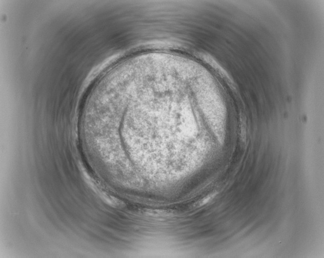 X0000085240486200704092027