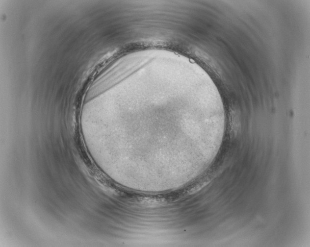 X0000085240494200704092027