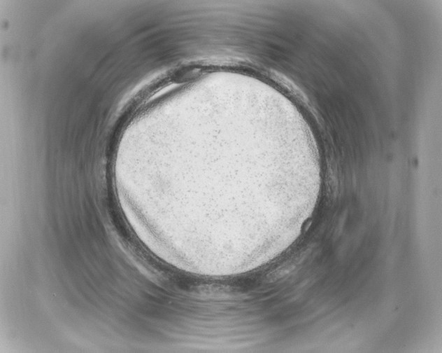 X0000085240535200704092026