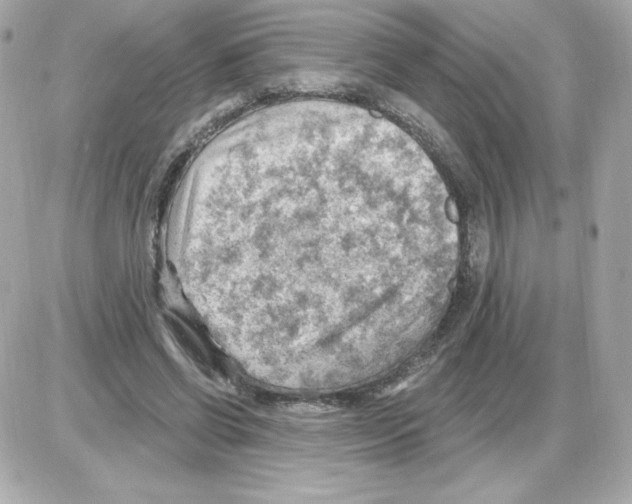 X0000085240542200704092026