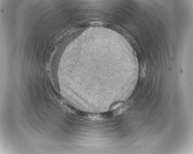 X0000085240666200704092025