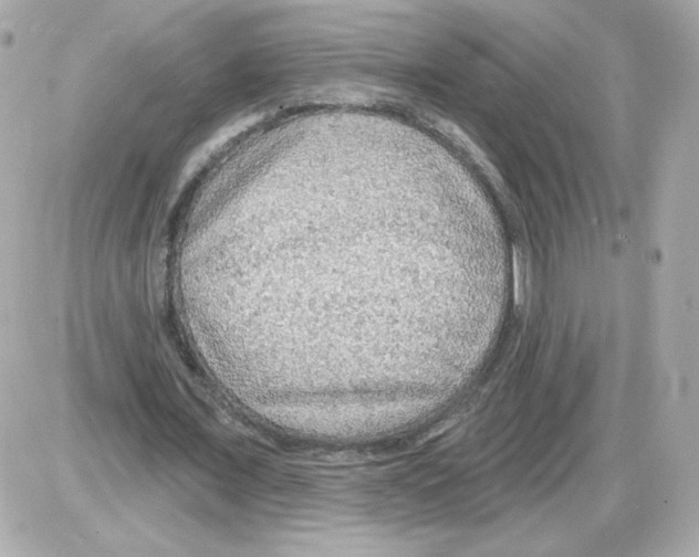 X0000085240675200704092024