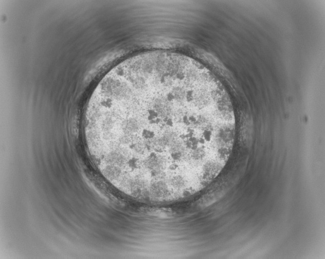 X0000085240683200704092024