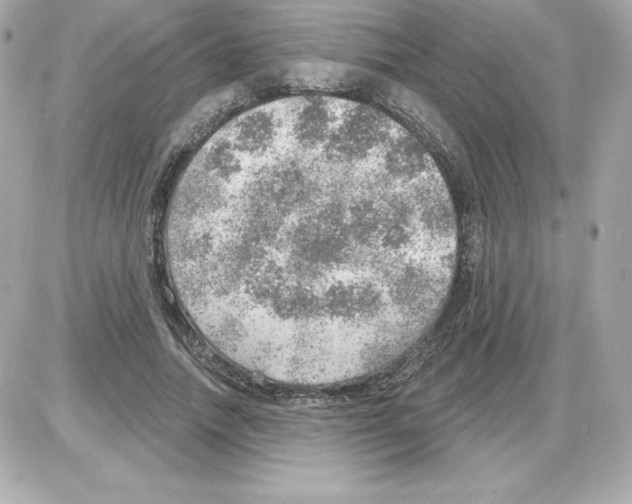 X0000085240738200704092023