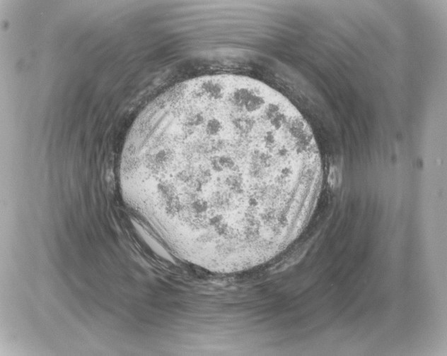 X0000085240771200704092022