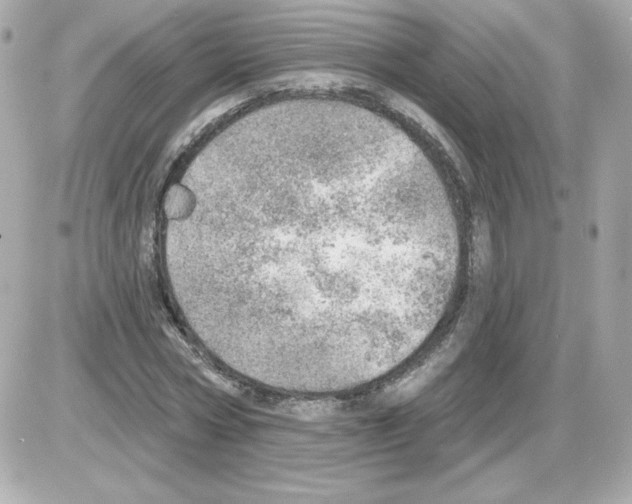 X0000085240778200704092022