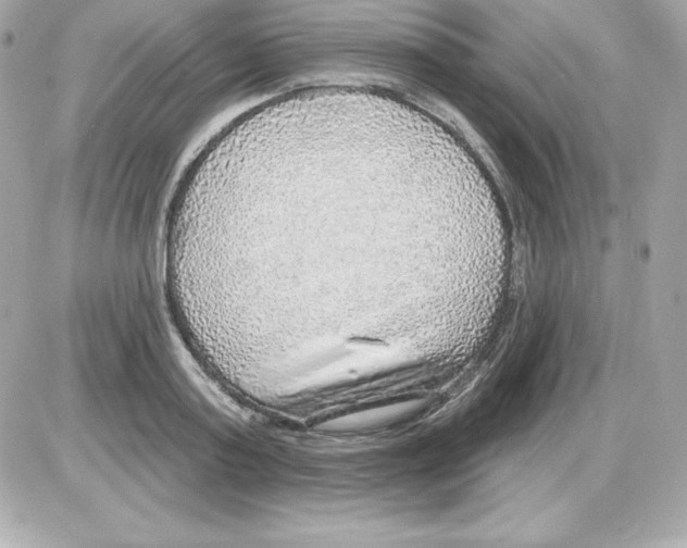 X0000085240795200704092022