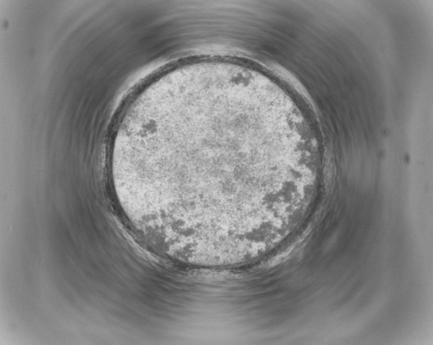 X0000085240831200704092021