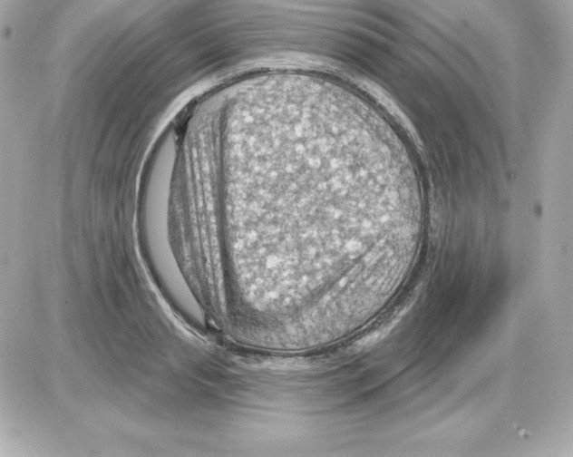 X0000085240845200704092021