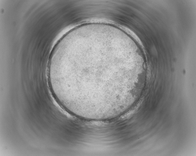 X0000085240847200704092021