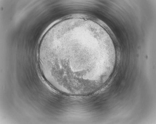 X0000085240852200704092021