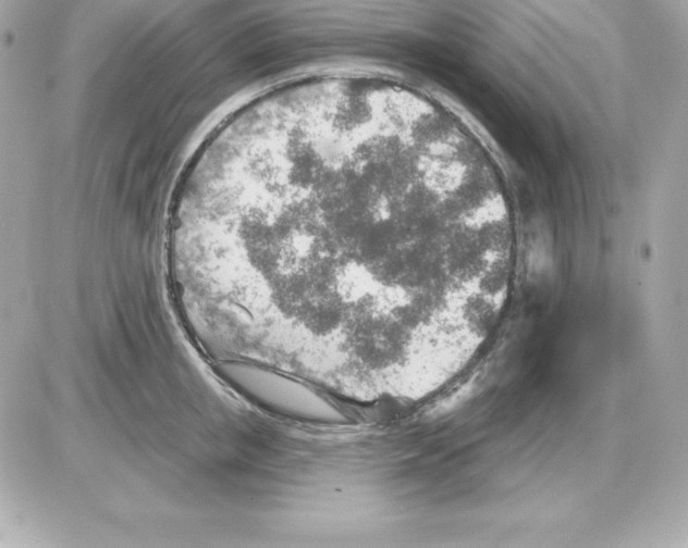 X0000085240853200704092021