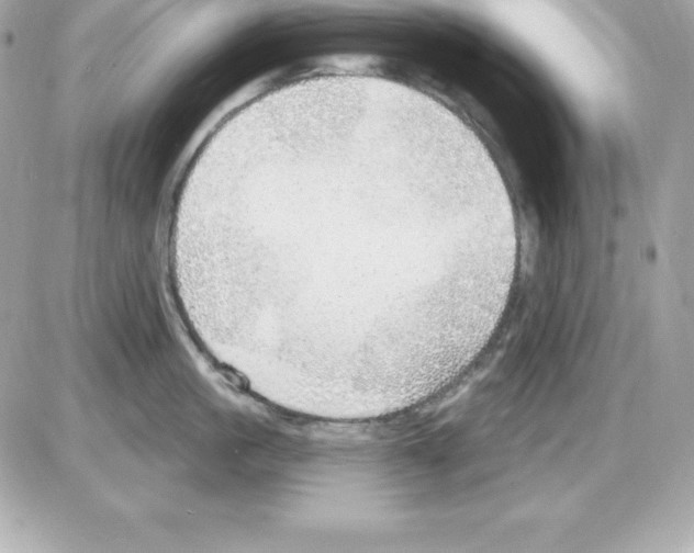 X0000085240861200704092021