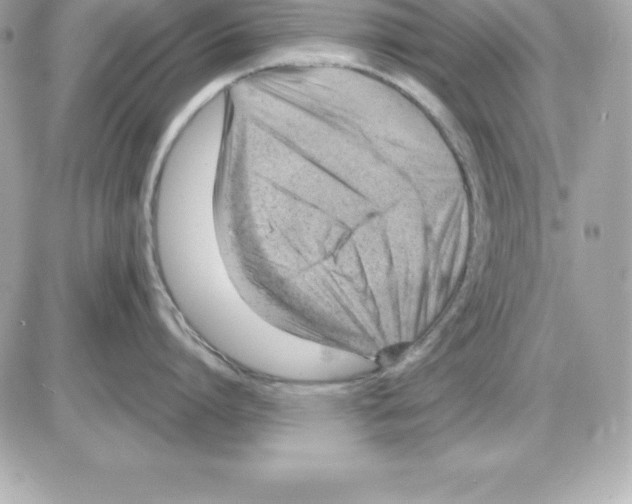 X0000085240864200704092021