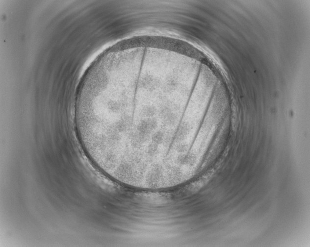 X0000085240896200704092020