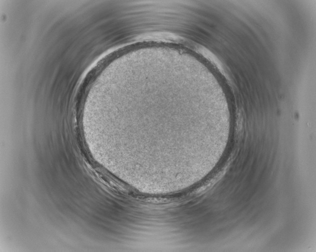 X0000085240923200704092019