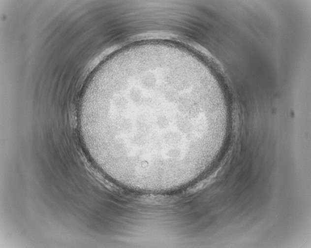 X0000085240929200704092019