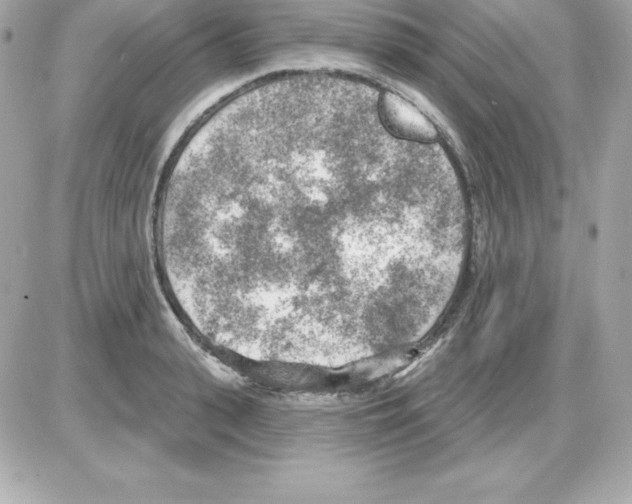 X0000085240943200704092020