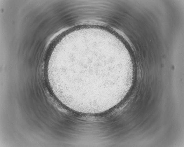 X0000085240971200704092019