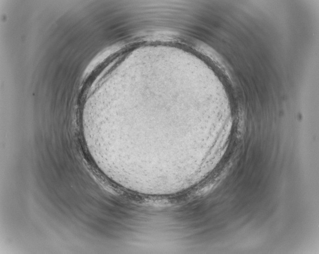X0000085240978200704092019