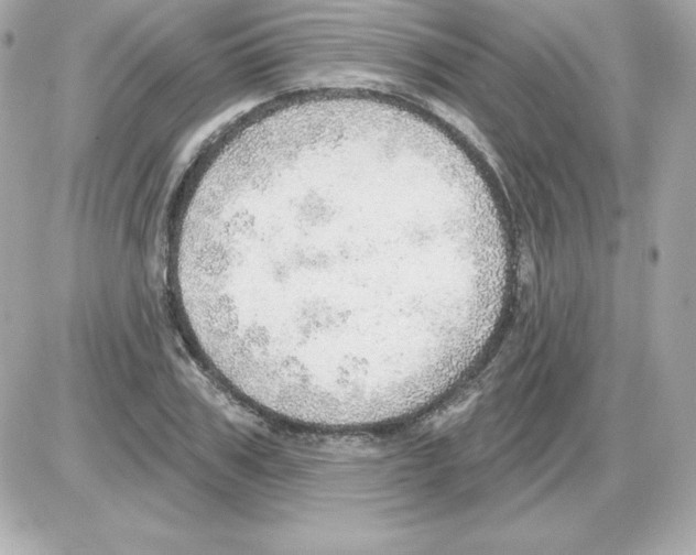 X0000085240979200704092019
