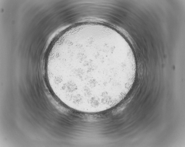 X0000085240987200704092019