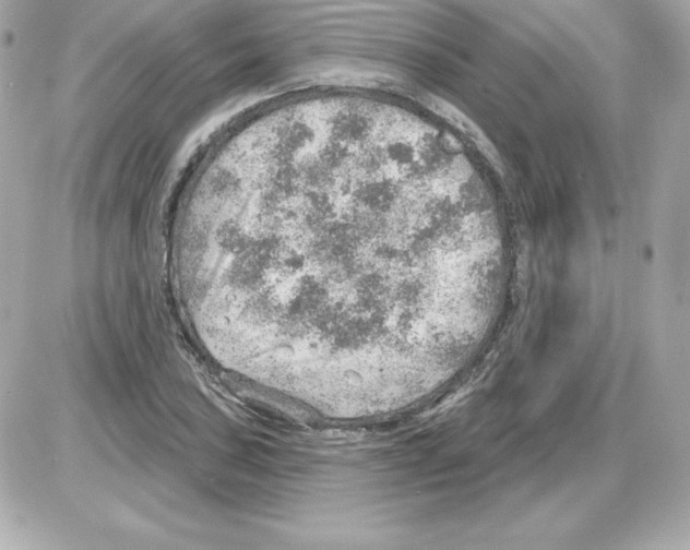 X0000085241027200704092018