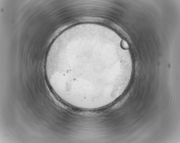 X0000085241033200704092018