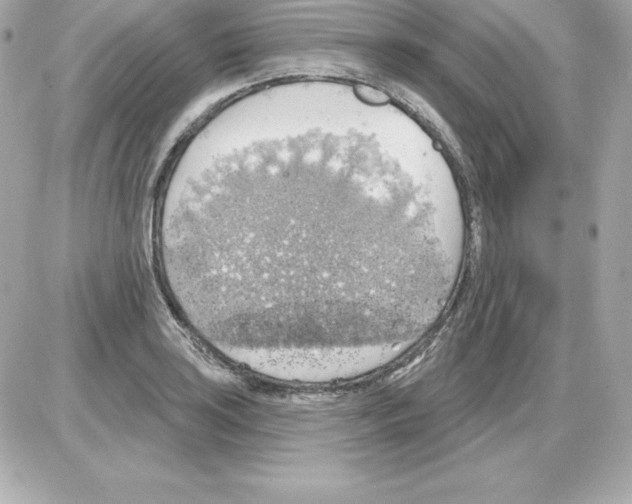 X0000085241035200704092018