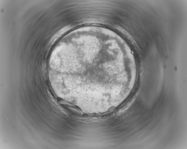 X0000085241121200704092016