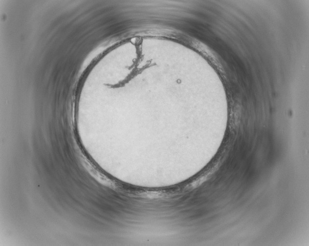 X0000085241130200704092016