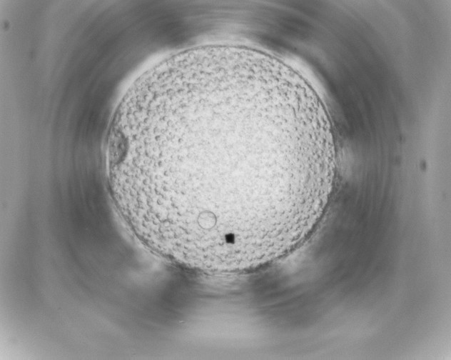 X0000085241150200704092017
