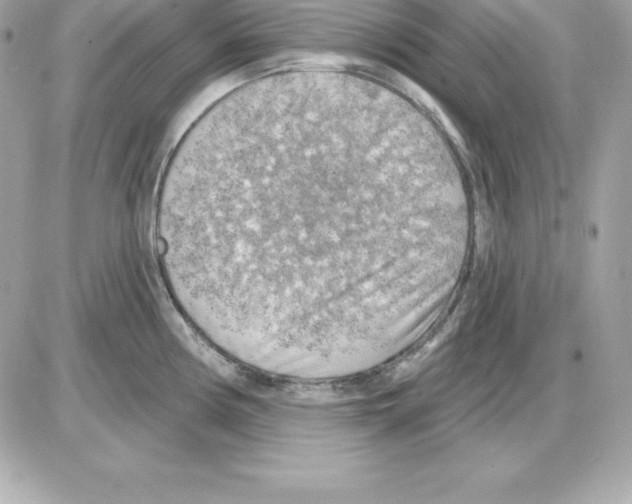 X0000085241194200704092015