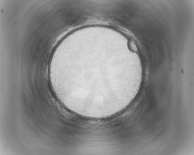 X0000085241220200704092015