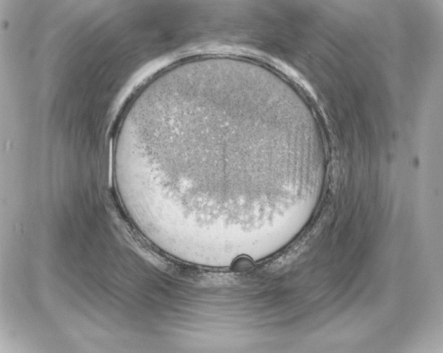 X0000085241223200704092015