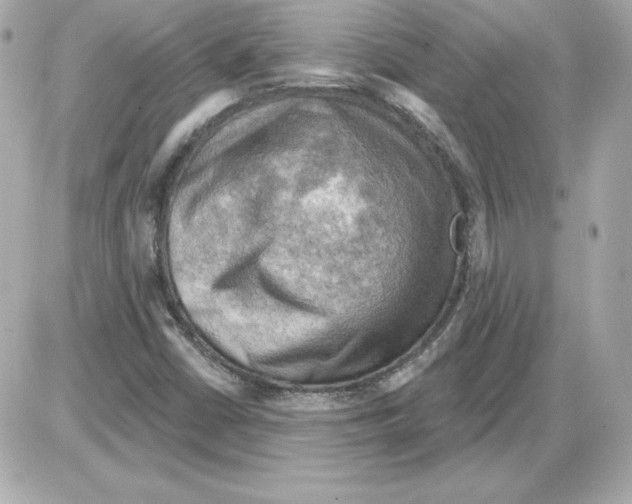 X0000085241402200704092011