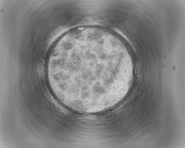 X0000085241452200704092011
