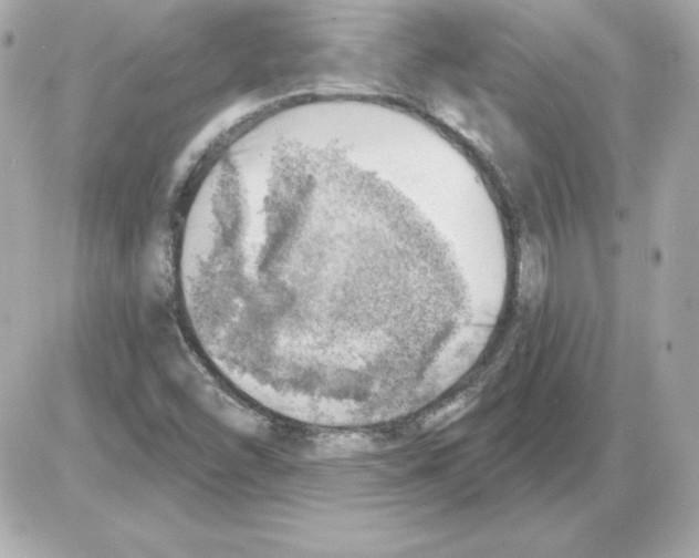 X0000085241454200704092011