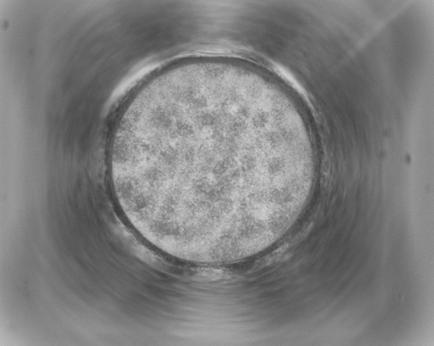 X0000085241456200704092011