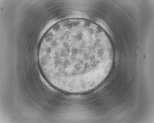 X0000085241468200704092011