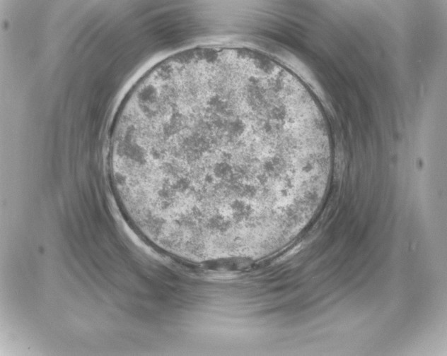 X0000085241484200704092010