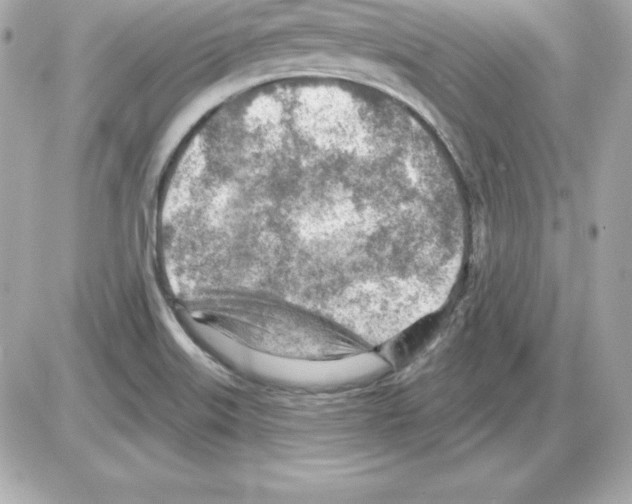 X0000085241515200704092010