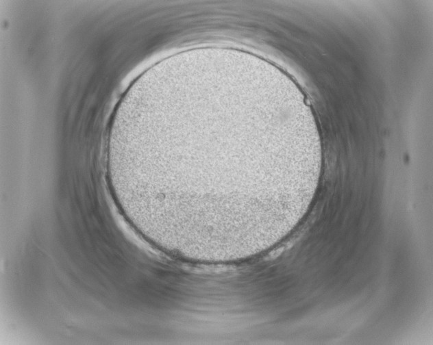 X0000085241526200704092010