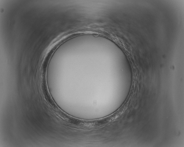 X0000085250295200703090954